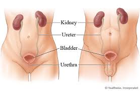 Image result for kidneys bladder