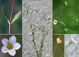 Linum catharticum L. subsp. catharticum - Esploriamo la flora: un ...