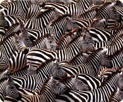 Resultado de imagem para imagem de zebras