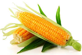 Resultado de imagen para maiz