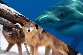 Image result for images of wolf with shark