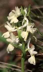 Dactylorhiza romana - Wikipedia