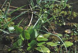 Caldesia parnassifolia (Bassi) Parl. | Plants of the World Online ...