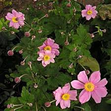 Image result for Anemone hybrida
  ( Geante des Blanches Japanese Anemone )