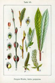 Salix purpurea - Wikipedia