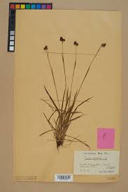 Luzula sudetica - Wikispecies