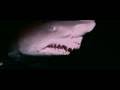 Strange Wilderness - Shark Footage - YouTube via Relatably.com