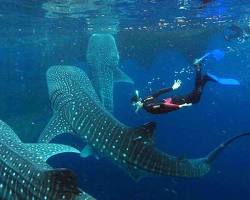 Alona Beach, Bohol whale sharks的圖片
