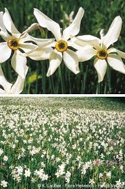 Narcissus radiiflorus Salisb.