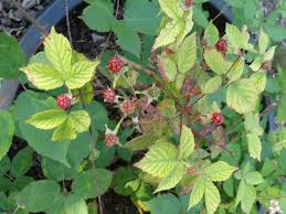 Rubus sulcatus - Wikidata