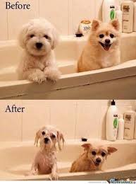 Wet Dog Memes. Best Collection of Funny Wet Dog Pictures via Relatably.com