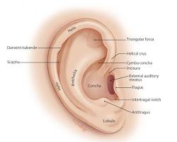 Image of Outer ear anatomy