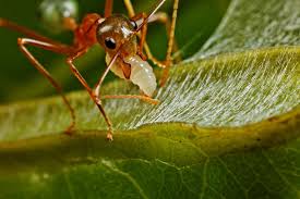 Image result for ant