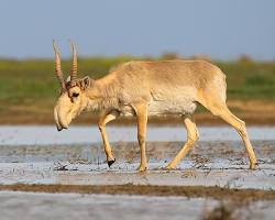 Saiga antelope animal