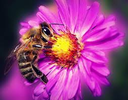 Résultat de recherche d'images pour "abeille"
