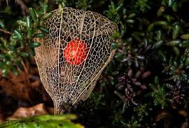 Image result for chinese lantern plant
