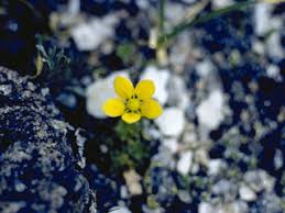 Saxifraga serpyllifolia (Thymeleaf saxifrage) | Native Plants of North ...
