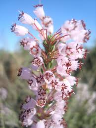 Erica manipuliflora - Wikipedia