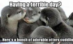Image result for cute baby sea otters