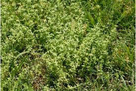 Plants Profile for Cruciata pedemontana (piedmont bedstraw)