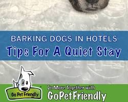 Make sure pet is properly identified tip for keeping pet in hotel room