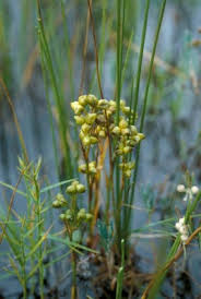 Scheuchzeria palustris - Michigan Flora