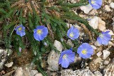 Flax (Linum punctatum) | Backyard garden, Flax, Plants