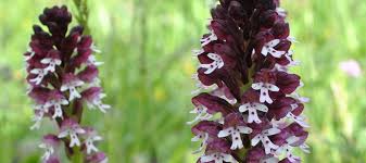 Orchis ustulata - Nature in Greece | Mountains, lakes, forests, fauna ...