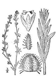 Plants Profile for Lappula squarrosa (European stickseed)