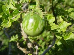 Solanum linnaeanum - Wikipedia