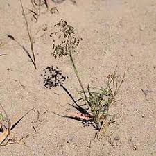 Briza minor (little quaking grass): Go Botany