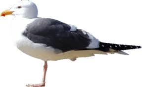 Image result for seagull