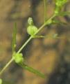 Trifolium lappaceum (Bur Clover) : MaltaWildPlants.com - the online ...