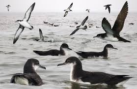 Image result for shearwater