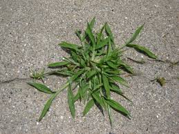 Image result for crabgrass