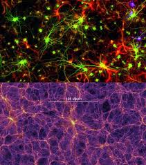 Human Brain's Neuronal Network Has Similarities to Cosmic Web ...