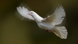 Image result for white dove released over japan