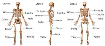 Resultado de imagen de huesos del cuerpo