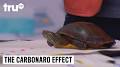 Craft turtle The Carbonaro Effect from www.listal.com