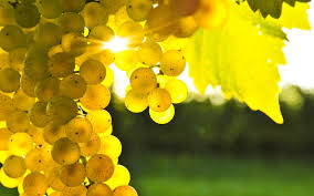 Image result for images of grapes