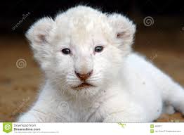 White lion cub - white-lion-cub-483207