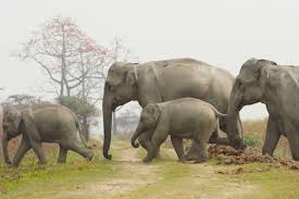 Image result for asian elephant vs african elephant