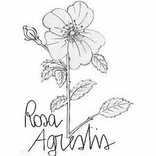 Rosa Agrestis - YouTube