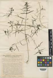 Melampyrum subalpinum (Jur.) A.Kern. | Plants of the World Online ...