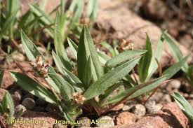 Plantago amplexicaulis Cav. (World flora) - Pl@ntNet identify