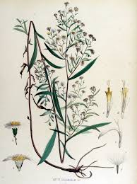 File:Aster salignus — Flora Batava — Volume v15.jpg - Wikimedia ...