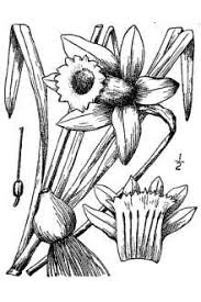 Plants Profile for Narcissus pseudonarcissus (daffodil)