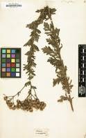 Senecio erucifolius in Global Plants on JSTOR