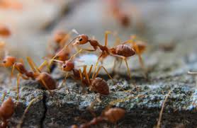"Intense Battle Between Fire Ants and Black Crazy Ants Caught on Camera"