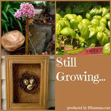 Still Growing Gardening Podcast